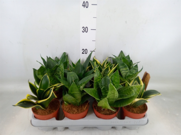 <h4>Sansevieria trifa. 'Hahnii'</h4>