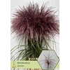 Miscanthus Rotfeder