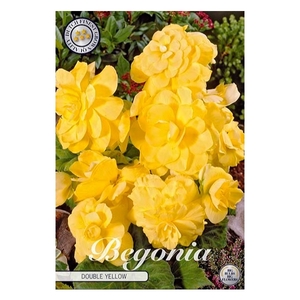 Begonia Double Yellow x3 5/6