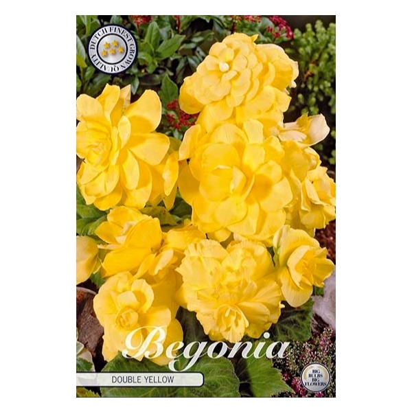 <h4>Begonia Double Yellow x3 5/6</h4>