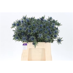 Eryngium Aquarius Qstar