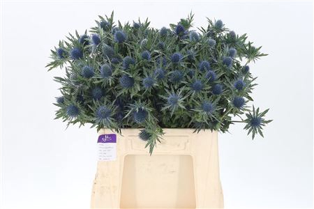 <h4>Eryngium Aquarius Qstar</h4>