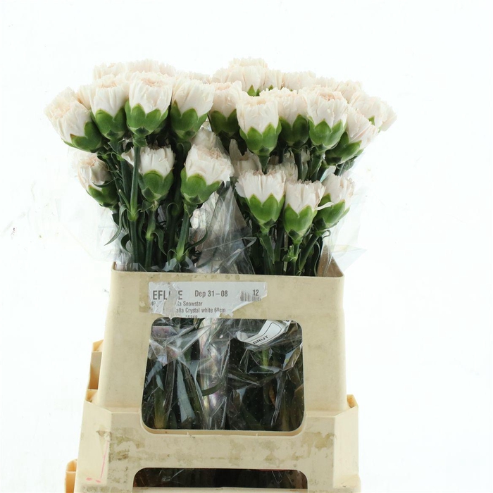<h4>Di St Col Standard Brut</h4>