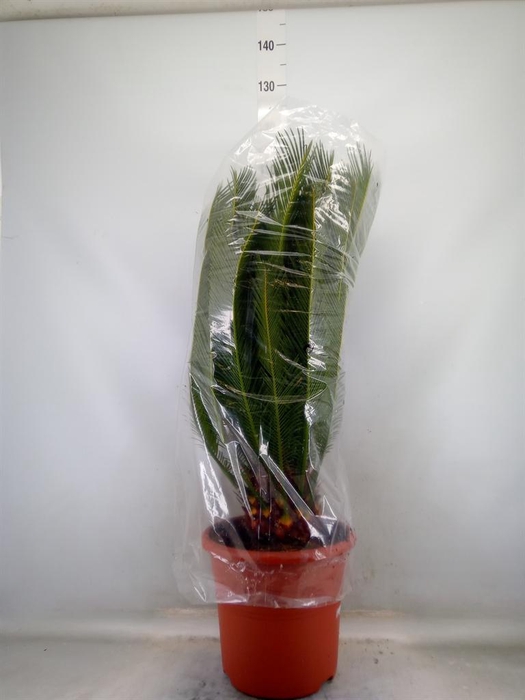 <h4>Cycas revoluta</h4>