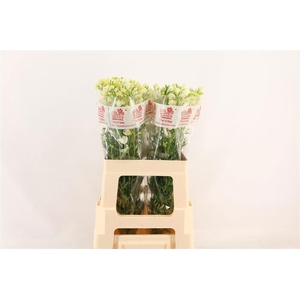 DELPH EN M SIL WHITE