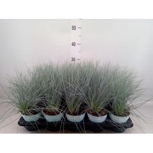 Festuca glauca 'Compacta Blue'