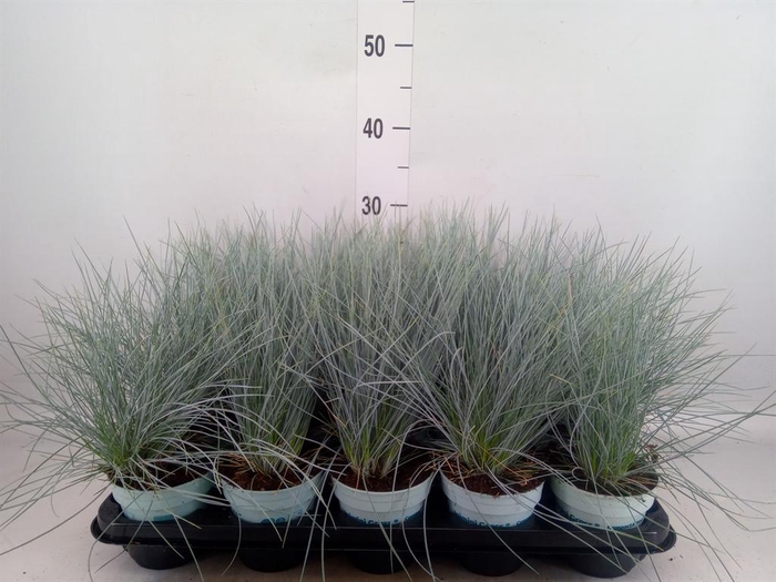 <h4>Festuca glauca 'Compacta Blue'</h4>