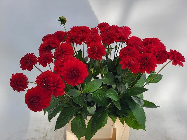 <h4>DAHL RED FOX</h4>