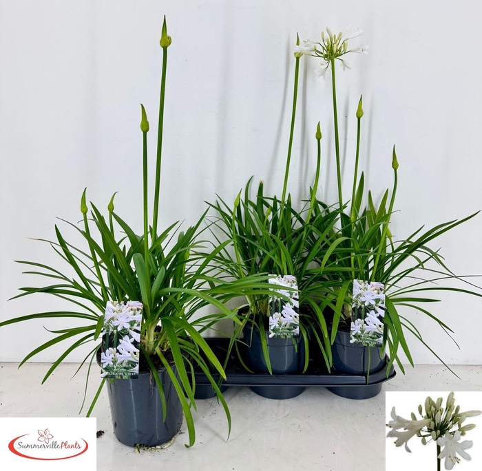 <h4>AGAPA PITCHOUN WHITE</h4>