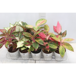 AGLAONEMA VARIADA P12