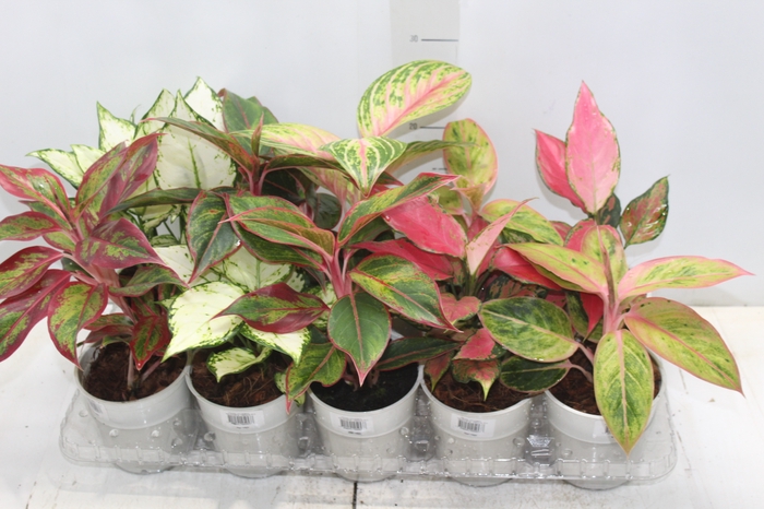 <h4>AGLAONEMA VARIADA P12</h4>