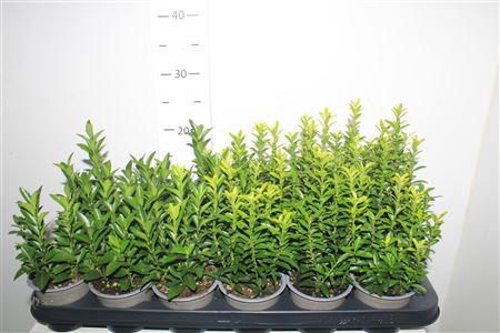 <h4>Euonymus Jap Gem</h4>