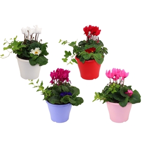 Hello Winter Trio in Patrio 19 cm 'Snow'