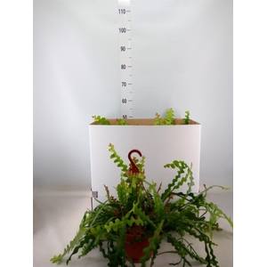 Epiphyllum anguliger