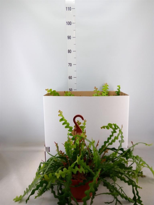 <h4>Epiphyllum anguliger</h4>