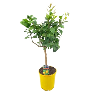 Citrus lemon