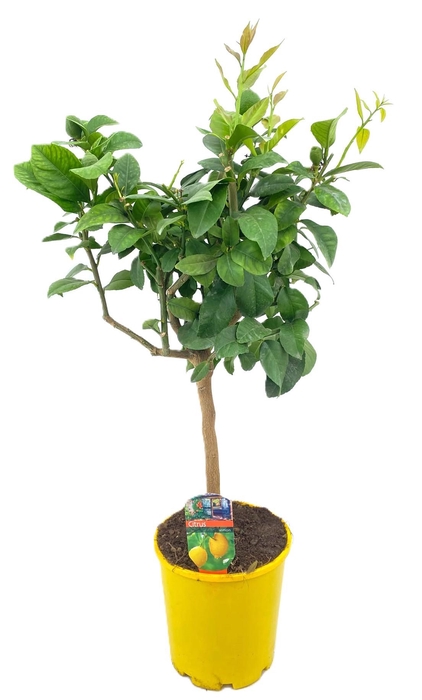 <h4>Citrus lemon</h4>