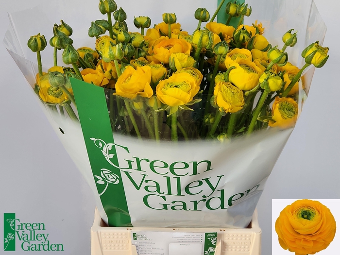 <h4>RAN AAZUR YELLOW</h4>