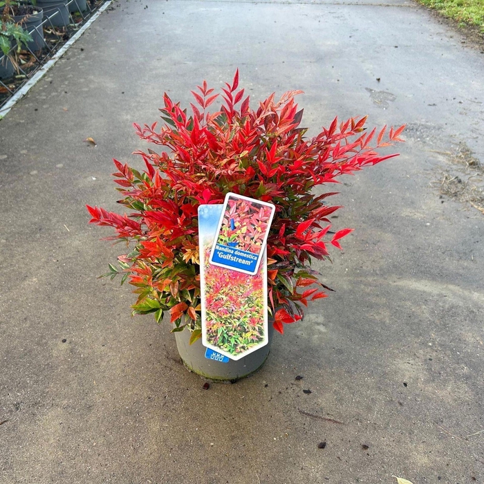 <h4>Nandina domestica</h4>