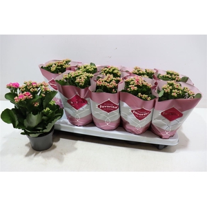 arr8 Kalanchoe Double Deluxe Purple Pink