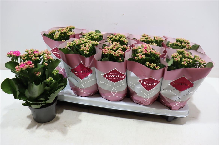 <h4>arr8 Kalanchoe Double Deluxe Purple Pink</h4>