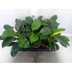 Philodendron  'Green Princess'