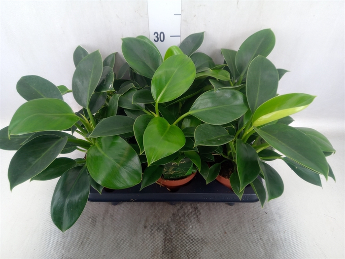 Philodendron  'Green Princess'