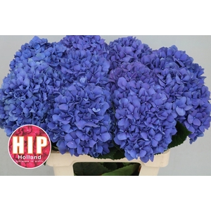 HYDR M CH PIMPERNEL