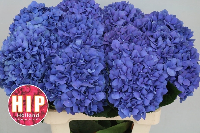 <h4>HYDR M CH PIMPERNEL</h4>
