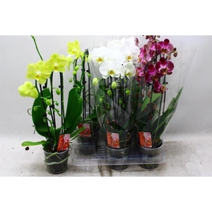 PHAL EL CASCADE