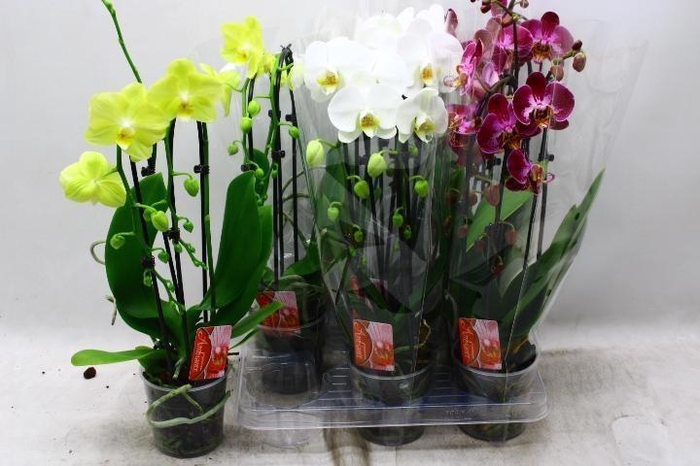 <h4>PHAL EL CASCADE</h4>