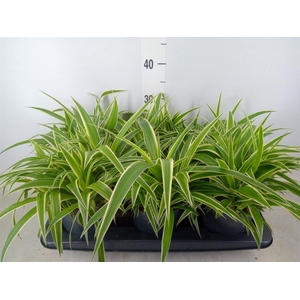 Chlorophytum com. 'Ocean'