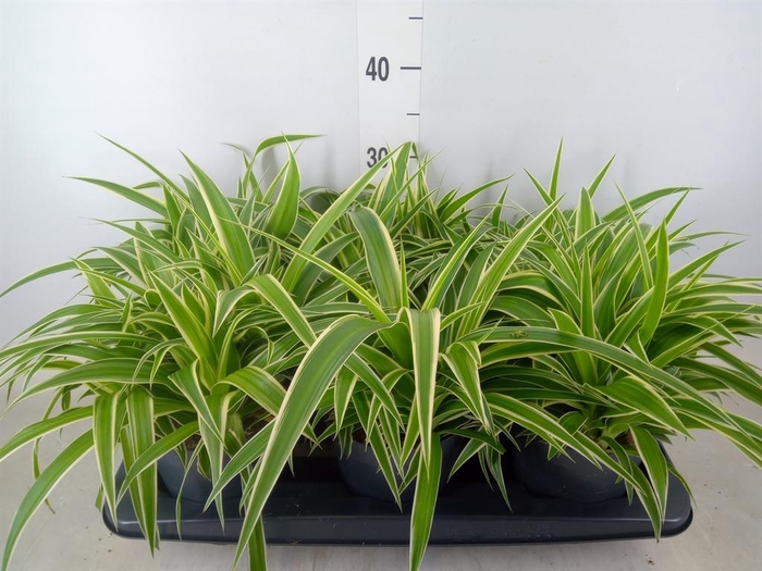 <h4>Chlorophytum com. 'Ocean'</h4>