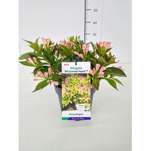 Weigela overig