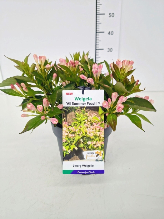 <h4>Weigela overig</h4>