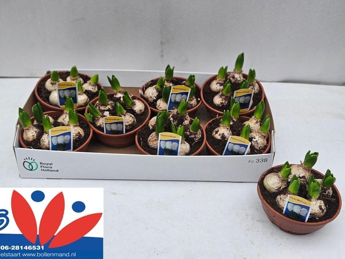 <h4>HYACIN WHITE PEARL</h4>