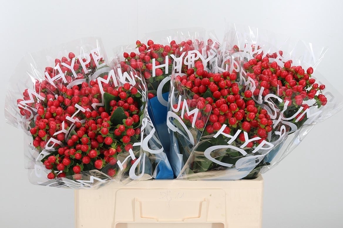 <h4>Hyp Coco Rio Rood</h4>