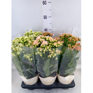 Kalanchoe   ...
