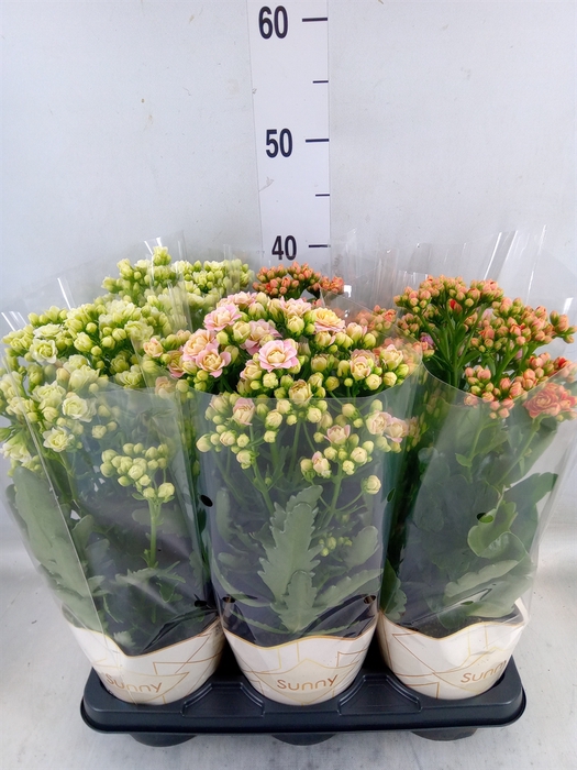 <h4>Kalanchoe   ...</h4>