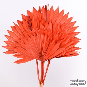 Dried Palm Sun 6pc Red Bunch