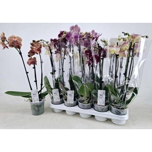 PHAL GEM