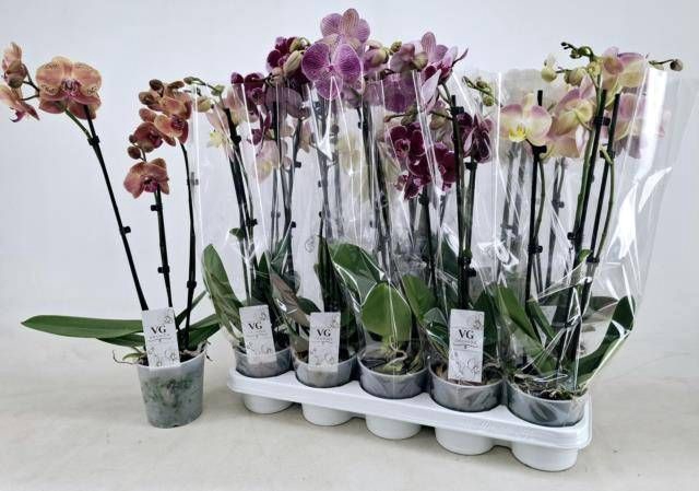 <h4>PHAL GEM</h4>