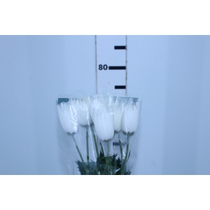 ANASTASIA WHITE 080 CM BRANCO