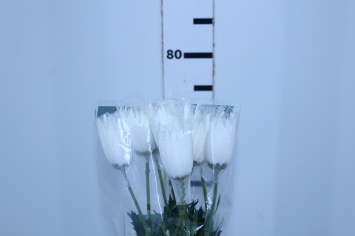 ANASTASIA WHITE 080 CM BRANCO