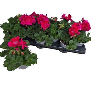 Pel Zon Dv M Pur Eye