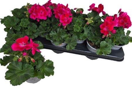 <h4>Pel Zon Dv M Pur Eye</h4>