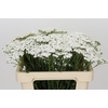 Achillea Millefolium White Beauty