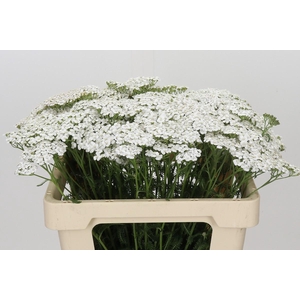 Achillea Millefolium White Beauty