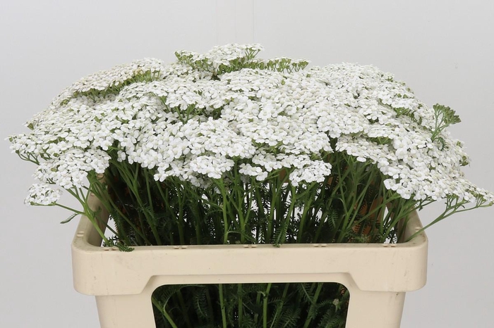 <h4>Achillea Millefolium White Beauty</h4>
