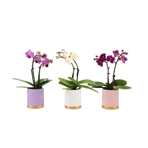 <h4>Groovy Pastel Mix Tiny Dolls Mix 2T10+ Aqu@</h4>